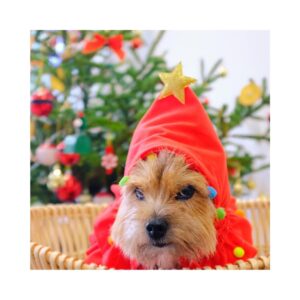 Gói chụp ảnh (Concept 2)