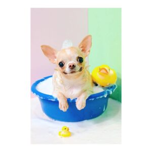 Gói tắm cơ bản (Chó)