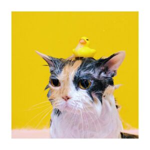 Gói tắm cơ bản (Mèo)