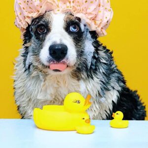 Gói tắm chuyên sâu (Chó)